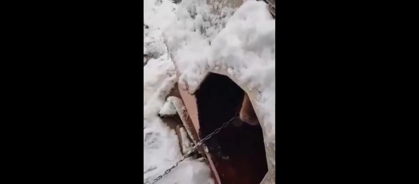 Απάνθρωπη εικόνα: Σκύλος δεμένος χωρίς τροφή και νερό μέσα στο χιόνι (βίντεο)